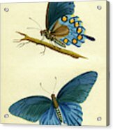 Butterflies - Papilio Philenor Acrylic Print