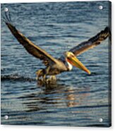 California Brown Pelican #2 Acrylic Print