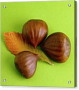 Chataignes Chestnuts #2 Acrylic Print