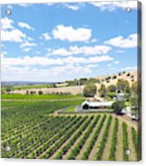 Drone Aerial Views Of Rows Of Grapevines And Scenic Landscape #2 Acrylic Print