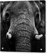 Elephant #2 Acrylic Print