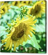 Famland Filled With Sunflowers On Sunny Day #2 Acrylic Print