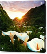 Field With Calla Lilly Flowers #2 Acrylic Print