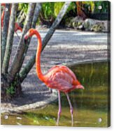 Flamingo Gardens, Davie, Fl #2 Acrylic Print
