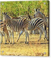 Group Of Zebras Lined #2 Acrylic Print