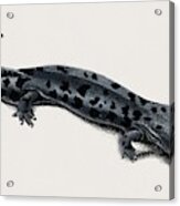 Hellbender Salamander  Cryptobranchus Alleganiensis Illustrated By Charles Dessalines D Orbigny  1 #2 Acrylic Print