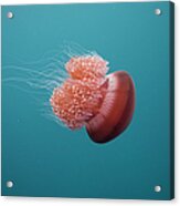 Jelly Fish #2 Acrylic Print