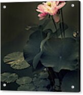 Midnight Lotus Acrylic Print