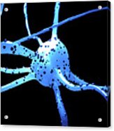 Nerve Cell #2 Acrylic Print