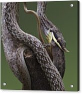 Rhino Rat Snake #2 Acrylic Print