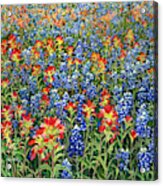 Spring Bliss -bluebonnet And Indian Paintbrush Acrylic Print