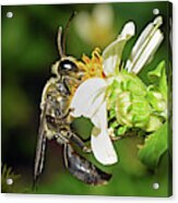 Wasp #2 Acrylic Print