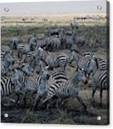 Zebra Herd At Mudhole #2 Acrylic Print