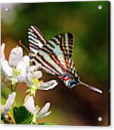 Zebra Swallowtail Acrylic Print