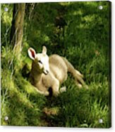 20/06/14  Keswick. Lamb In The Woods. Acrylic Print