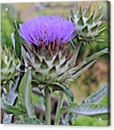 2019 August At The Gardens Thistle Acrylic Print