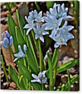 2019 Early April Striped Squill Acrylic Print