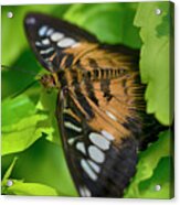 2026_butterfly House-hdr Acrylic Print