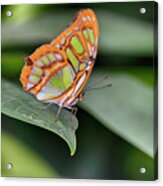 2052_butterfly House-hdr Acrylic Print