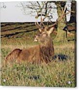 28/11/18  Tatton Park. Stag In The Park. Acrylic Print