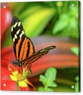 Butterfly #3 Acrylic Print