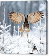 Eurasian Eagle-owl #3 Acrylic Print