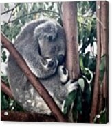 Koala  #3 Acrylic Print