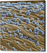 Stain And Waterproof Cotton Sem #3 Acrylic Print