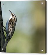 Treecreeper #4 Acrylic Print