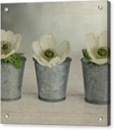 3 White Anemonies In Metal Vases Acrylic Print
