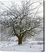 30/01/19  Rivington.  Japanese Pool. Snow Clad Tree. Acrylic Print