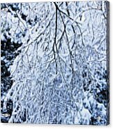 30/01/19  Rivington. Snow Covered Branches. Acrylic Print