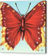 Butterfly #34 Acrylic Print