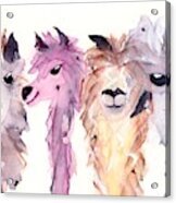 4 Alpacas Acrylic Print