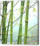 Bamboo Forest #4 Acrylic Print