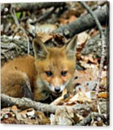 Beautiful Fox Cub  #4 Acrylic Print