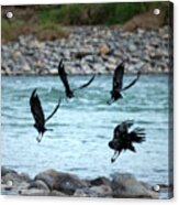4 Crows At The River Acrylic Print