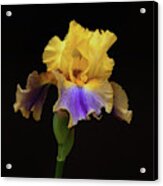 Garden Iris #4 Acrylic Print
