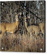 Rocky Mountain Deer #4 Acrylic Print