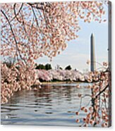 Washington Dc Cherry Blossoms And #4 Acrylic Print