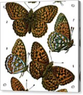 Butterflies #5 Acrylic Print