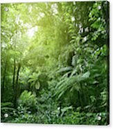 Canopy Of Jungle #5 Acrylic Print
