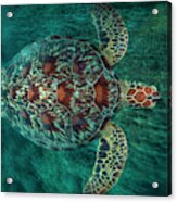 Green Turtle #5 Acrylic Print