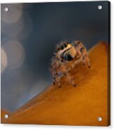 Jumping Spider #5 Acrylic Print