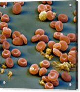 Blood Cells #6 Acrylic Print