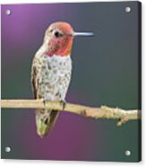Male Anna's Hummingbird #6 Acrylic Print