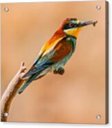 Bee-eater #8 Acrylic Print