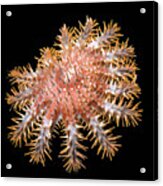Crown-of-thorns Starfish Acrylic Print