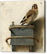 The Goldfinch #2 Acrylic Print