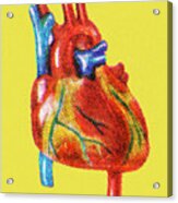Human Heart #9 Acrylic Print